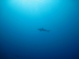 Diving with Sharks shark diving in the deep ocean off Mozambique