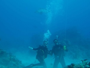 Potato Bass close encounter diving off Mozambique and encountering potato bass